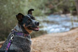 Trail Friends