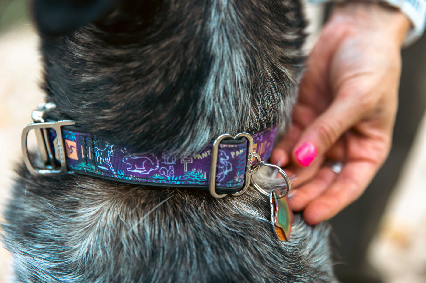 Ibis Dog Collar