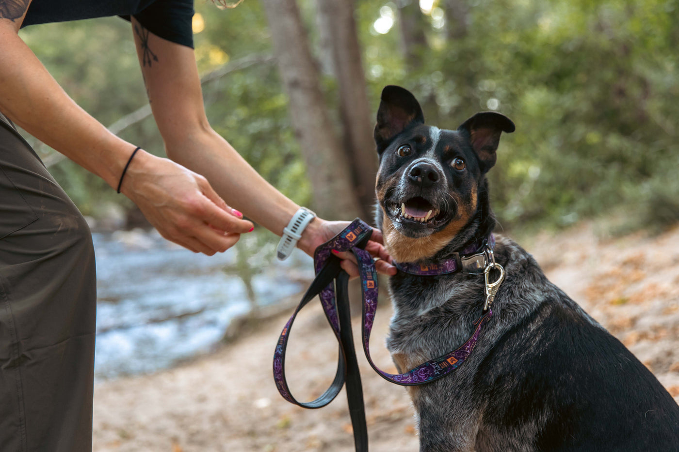 Ibis Dog Collar & Leash