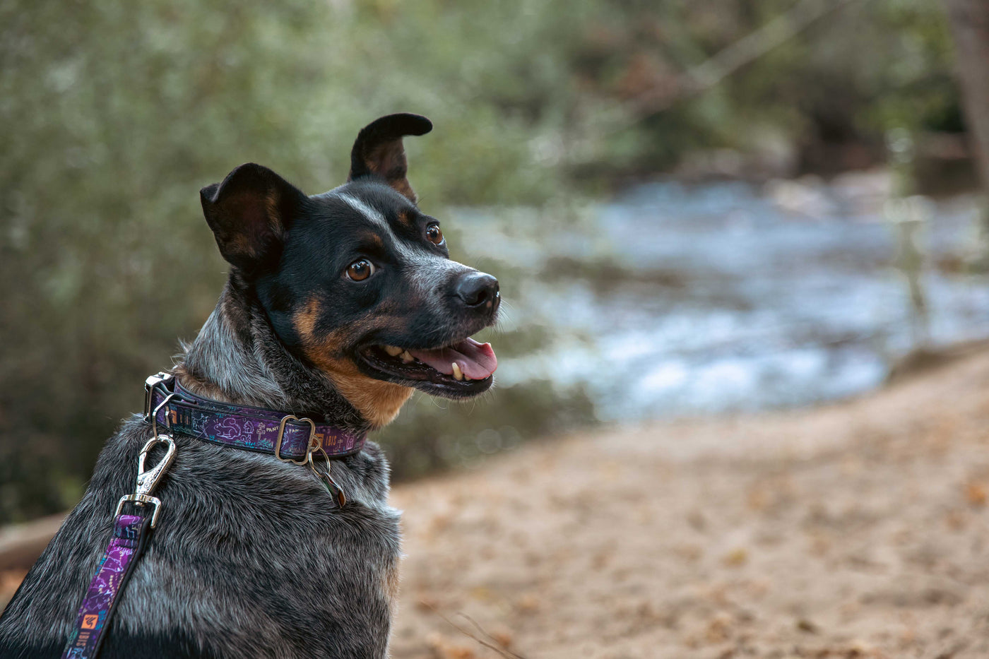 Ibis Dog Collar & Leash