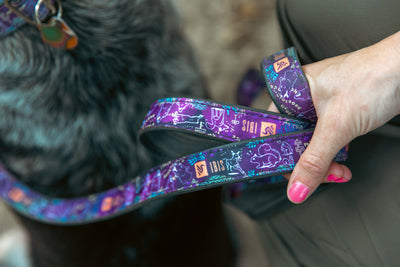 Ibis Dog Leash