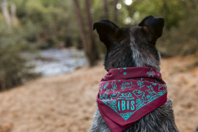 Bandana - Trail Pup Print